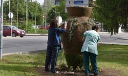 Започна зацветяването на вазата в градинката пред Прокуратурата 