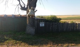 Мечка посреща идващите в село Острово 