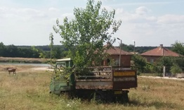 Необичайно дърво в Беловец 