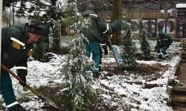 Със засаждане на лейланди започна отбелязването на Седмицата на гората в Разград