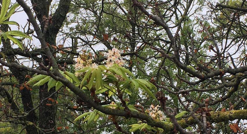 Кестени в Западната промишлена зона цъфнаха