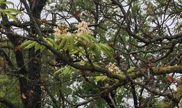 Кестени в Западната промишлена зона цъфнаха