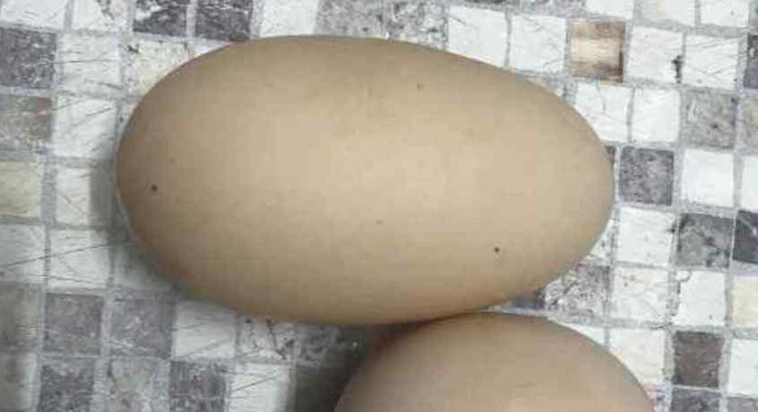 Кокошка снесе огромно яйце в с. Липник