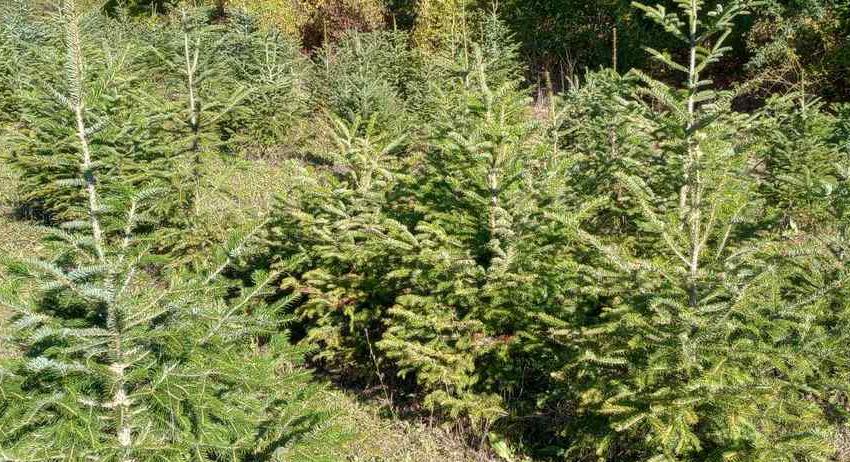 Северноцентралното държавно предприятие предлага 1295 коледни дръвчета