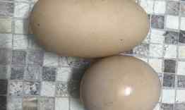 Кокошка снесе огромно яйце в с. Липник