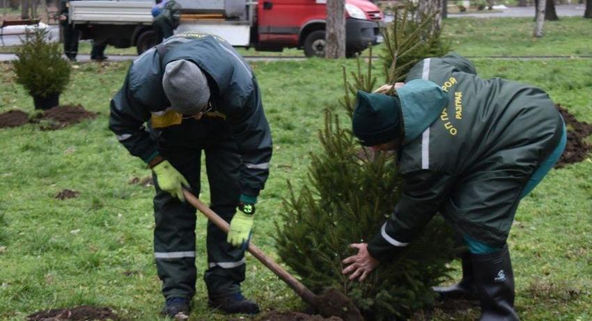 20 фиданки от коледната украса вече растат в различни зелени площи в Разград